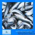 Supply fresh seafood sardine fish